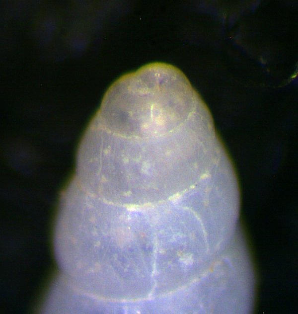 Odostomia da determinare